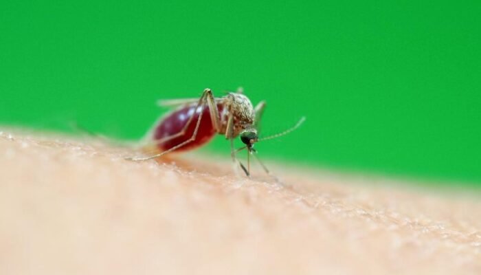 “Pertama Kalinya, Spesies Nyamuk Tropis Ditemukan di Korea Selatan: Mungkinkah Penyakit Tropis Menyebar ke Benua Asia?”