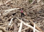 Pasca Bencana Alam, Guru Besar FKUI Peringatkan Ancaman Risiko Kesehatan di Utara Sumatera