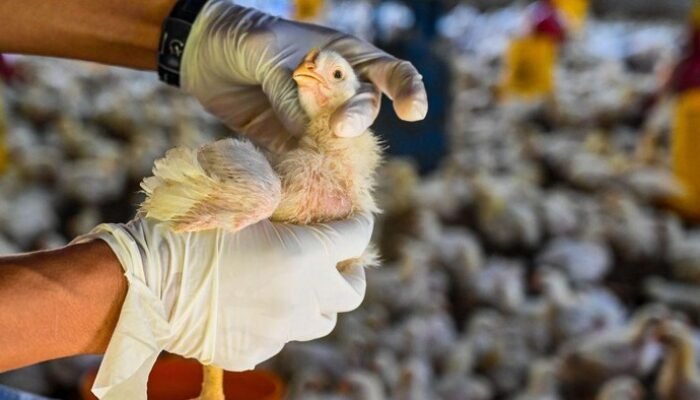 Flu Burung H5N1: Apakah Kita Sedang Menyongsong Pandemi Berikutnya?