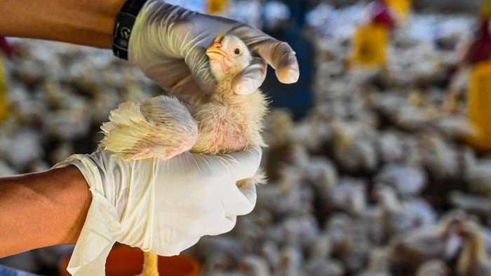 Flu Burung H5N1: Apakah Kita Sedang Menyongsong Pandemi Berikutnya?