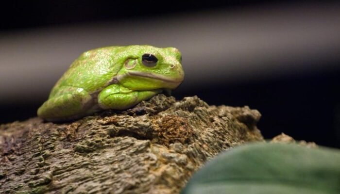“Bakteri Usus Katak: Temuan Ilmuwan Jepang yang Mungkin Sembuhkan Kanker Ganas”