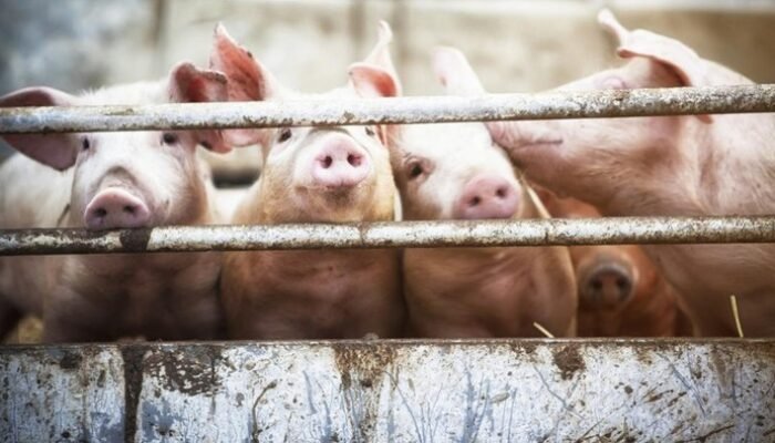 [Indonesia Berani, Hentikan Impor Daging Babi Spanyol demi Cegah Wabah ASF!]