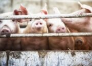 “Ribut-ribut SPPG MBG di Sragen Dekat Kandang Babi Berujung Relokasi: Krisis Sanitasi yang Tak Terelakkan”