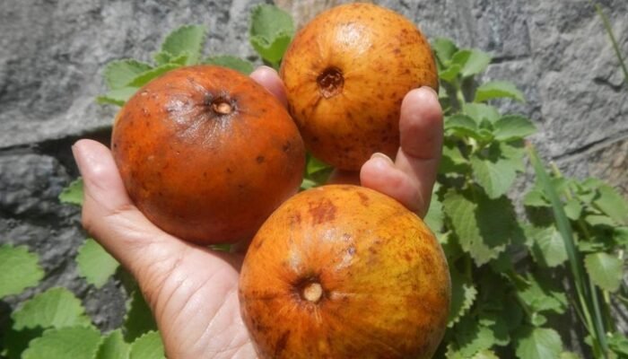 Dr. Tan Bicara Nutrisi Buah Kecapi yang Viral Diprotes Gegara Jadi Menu MBG: Apakah Ini Benar untuk Kesehatan?