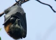 “Ramai Virus Nipah, Kemenkes Minta Warga Waspadai Gejala Pulang dari India”