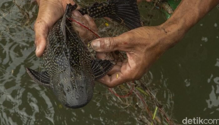 Siomay dan Abon ‘Ikan Sapu-sapu’ Viral, Ini Fakta Mengejutkan dari Pakar Kesehatan!