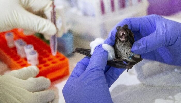 “Geger Dunia, Virus Nipah dengan Gejala yang Semakin Mengerikan Setiap Hari”