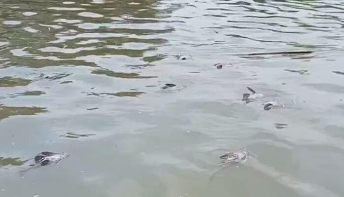 **Risiko Kanker Intai Warga Tangerang Imbas Cemaran Pestisida Sungai Cisadane**