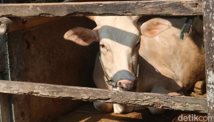 Diklaim Bisa Sembuhkan Stroke-Sakit Jantung, Batu Empedu Sapi Kini Diincar Dunia – Alternatif 2