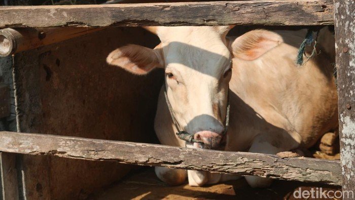 Diklaim Bisa Sembuhkan Stroke-Sakit Jantung, Batu Empedu Sapi Kini Diincar Dunia - Alternatif 2